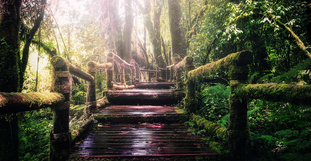 Stairs going through a jungle.