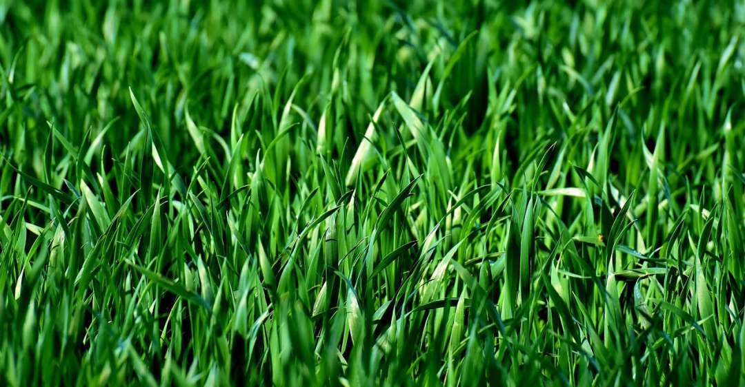 green lawn