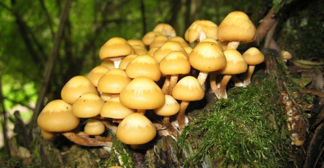 Mushrooms on a stump.