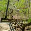 Trail through the woods.