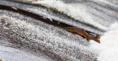 Fish jumping out of water.