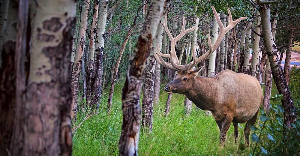 elk in woods