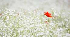 Field of white flowers.