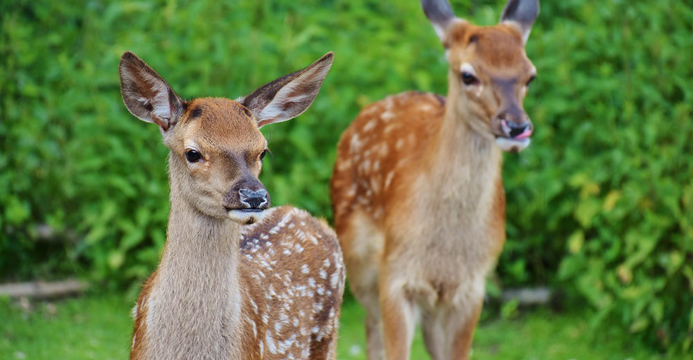 Two doe deer in green grass.