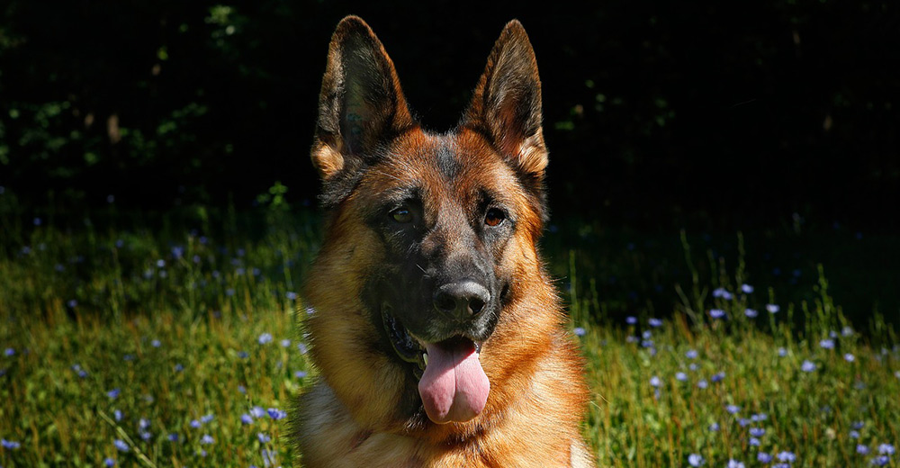 German Shepherd in field