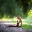 Fox squirrel an gravel path.