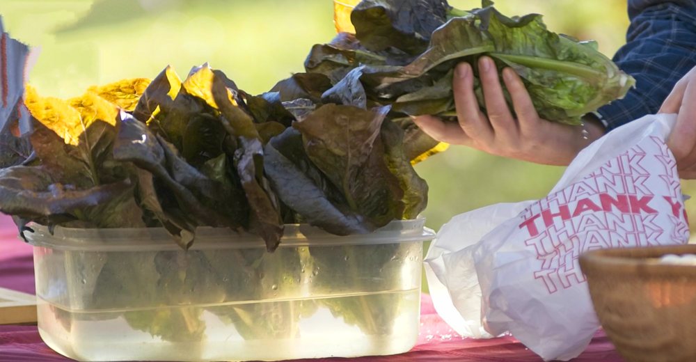 Person putting lettuce in a bag