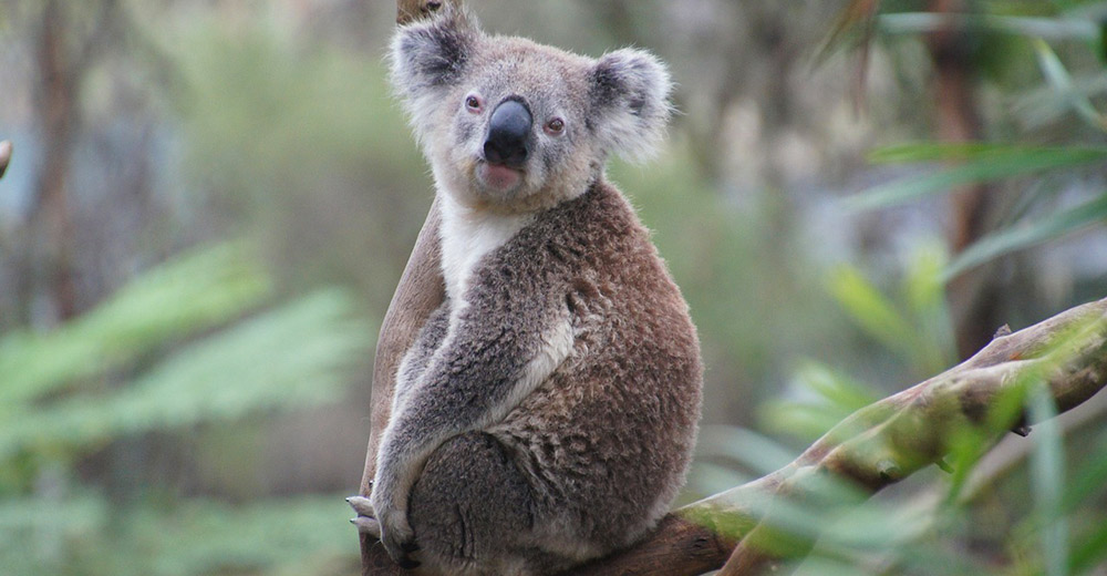 koala