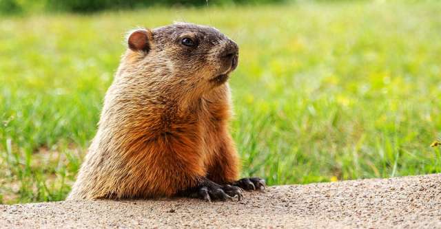 The Groundhog Sees His Shadow Which Means 6 More Weeks Of Winter ...