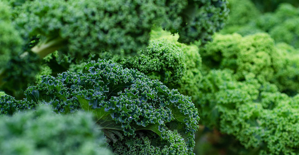 A bunch of kale growing.