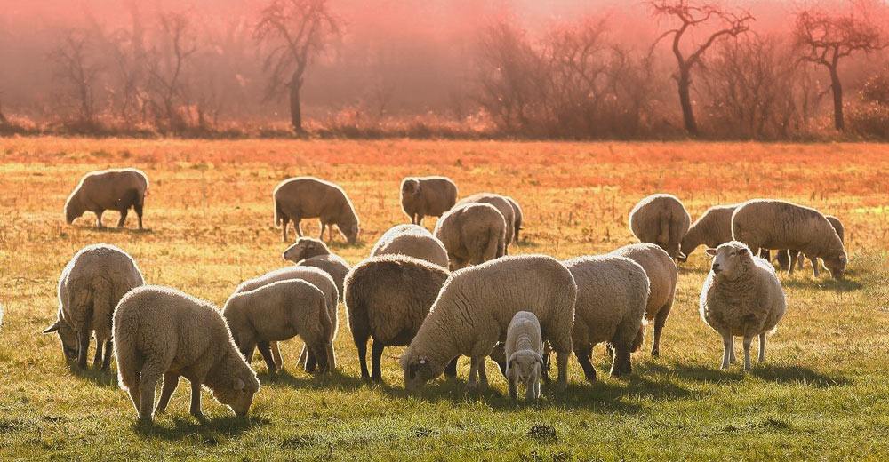 A flock of sheep grazing in pasture