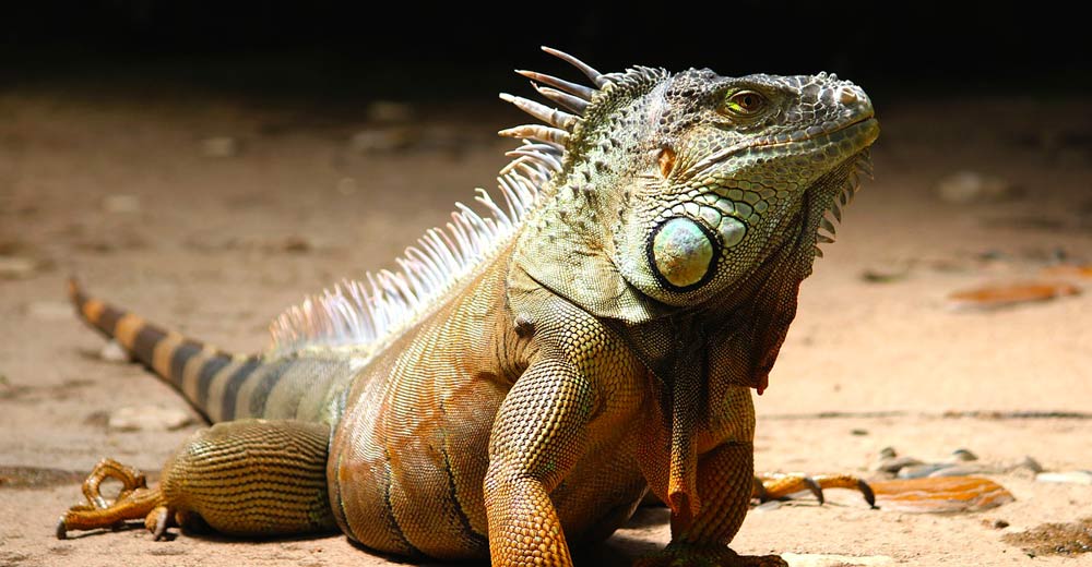 An iguana in the dirt.