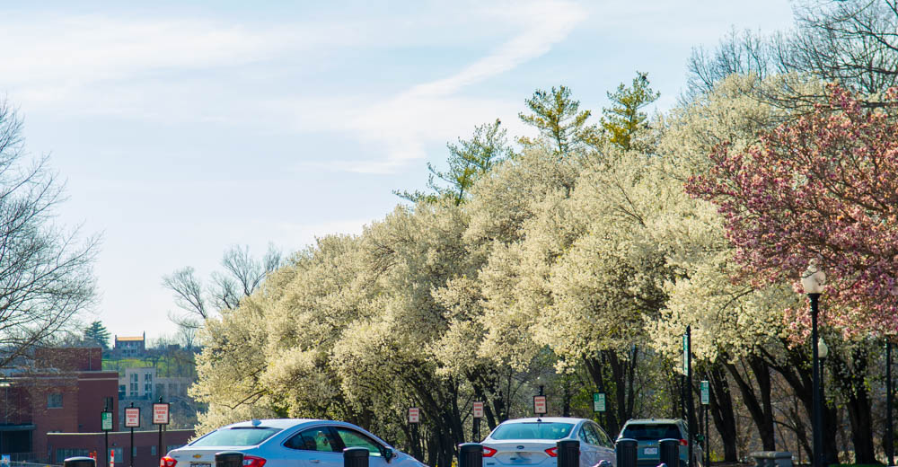 Flowering trees lining the road.