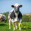 Cow staring at flowers