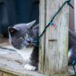 A gray and white cat on a porch.