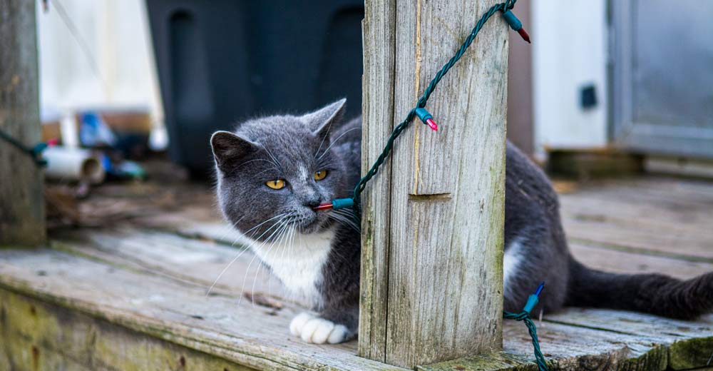 A gray and white cat on a porch.