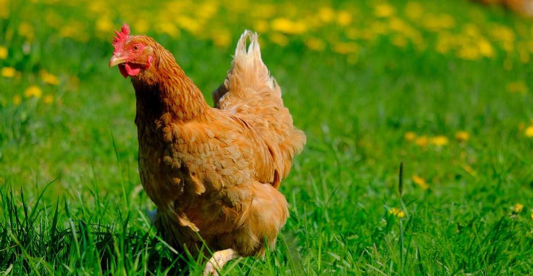 A chicken walking in the long grass.