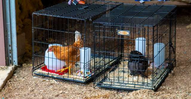 Chickens all ready to go at the Heart of the Ozarks Fair on June 8, 2024.