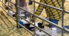 An entrant brushing his bunny's fur at the Heart of the Ozarks Fair on June 8, 2024.