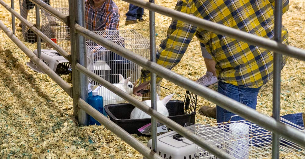 An entrant brushing his bunny's fur at the Heart of the Ozarks Fair on June 8, 2024.