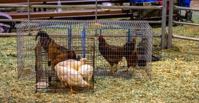 Chickens in cages waiting to be judged at the Heart of the Ozarks Fair on June 8, 2024.