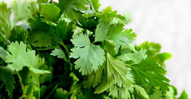 Cilantro Bunch