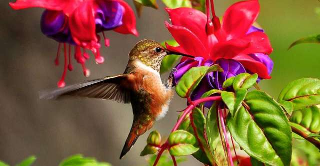 hummingbird