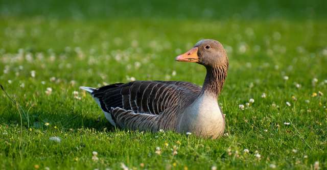 greylag goose 63088 1280 640x333