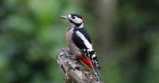 A woodpecker on a tree branch.