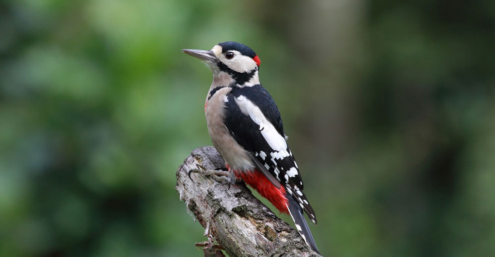 A woodpecker on a tree branch.