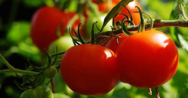 tomato plant 640x333