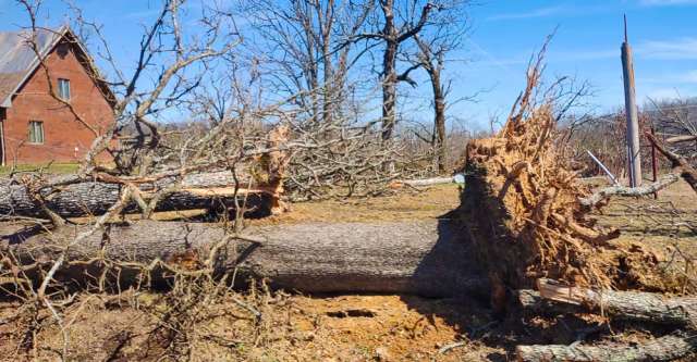 Tornado damage to trees