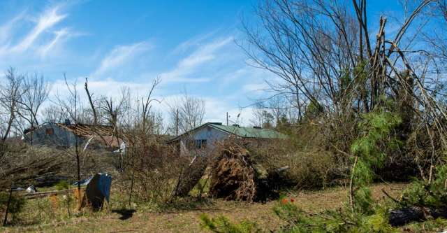 Trees toppled in strong winds